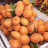 Marain Plum