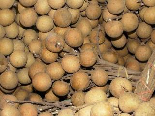 Лонган (Longan - Dimocarpus longan Lour.)