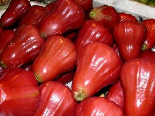 Восковые яблоки (Red Rose Apple - Eugenia Jambos Linn.)