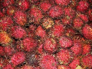Рамбутан (Rambutan - Nephelium lappaceum Linn.)