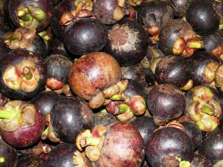 Мангостин (Mangosteen - Garcinia mangostana Linn.)