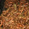 Tumeric (Curcuma longa L.)