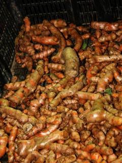 Tumeric (Curcuma longa L.)