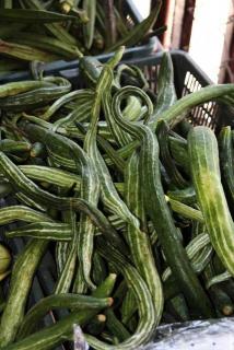 Трихозант змеевидный  (snake gourd- Trichosanthes cucumerina)