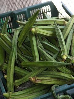 Okra (Hibiscus esculentus Linn. - kra jeab)