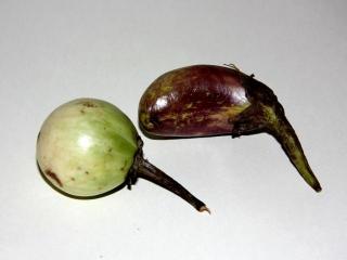 Баклажаны (Pea eggplant)