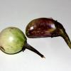 Баклажаны (Pea eggplant)