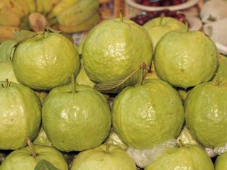 Гуава (Guava - Psidium guajava)